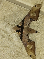 Adhemarius gannascus