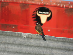 Pitangus sulphuratus