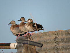 Callonetta leucophrys