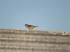 Passer domesticus
