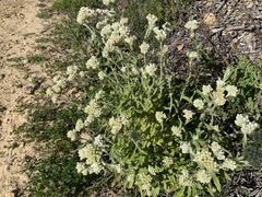 Pseudognaphalium biolettii