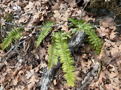 Polystichum imbricans imbricans