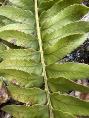 Polystichum imbricans imbricans