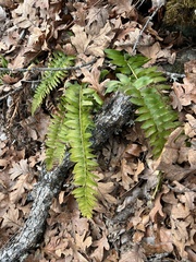 Polystichum imbricans imbricans
