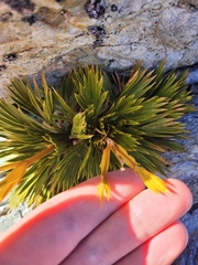 Aciphylla