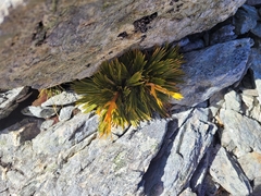 Aciphylla
