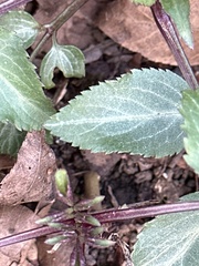 Sambucus canadensis