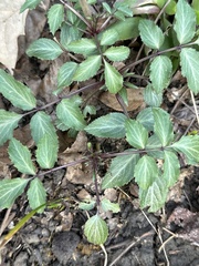 Sambucus canadensis