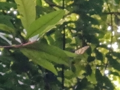 Papilio demoleus malayanus