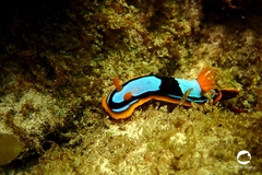 Chromodoris westraliensis