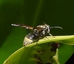 Brachygastra