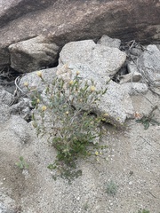 Mentzelia hirsutissima