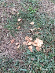 Fungi