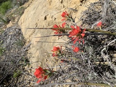 Castilleja foliolosa