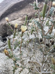 Mentzelia hirsutissima