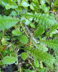 Leptinella squalida