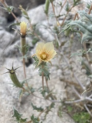 Mentzelia hirsutissima