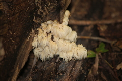 Hericium americanum