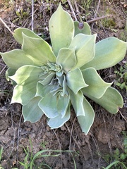 Dudleya pulverulenta