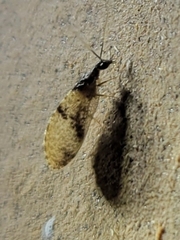 Sympherobius barberi
