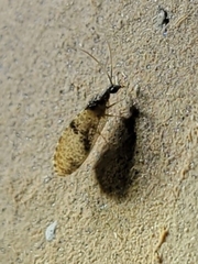 Sympherobius barberi