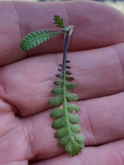 Leptinella squalida
