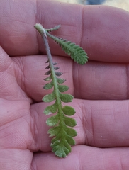 Leptinella squalida