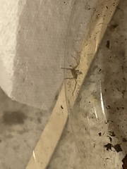 Cheiracanthium mildei