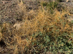 Cuscuta californica