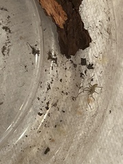 Cheiracanthium mildei