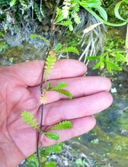 Leptinella squalida