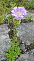 Campanula medium
