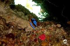 Chromodoris westraliensis