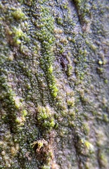 Coccomyxa