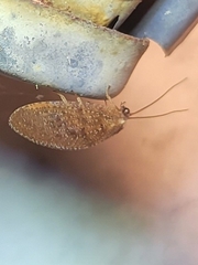 Hemerobius stigma