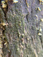 Coccomyxa