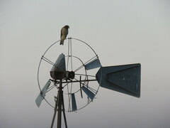 Rupornis magnirostris