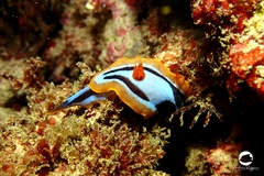 Chromodoris colemani