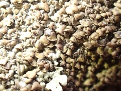 Hypocenomyce scalaris