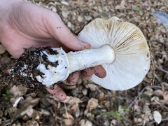 Gemmatae