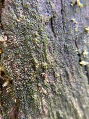 Coccomyxa