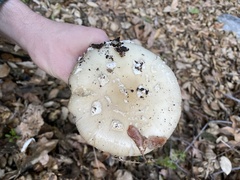 Gemmatae