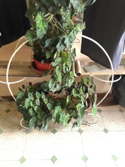 Begonia
