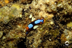 Chromodoris westraliensis