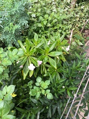 Euphorbia mellifera