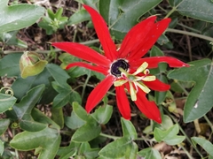 Passiflora manicata