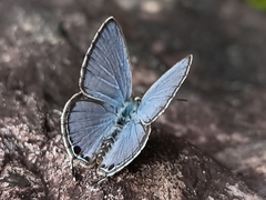 Luthrodes pandava