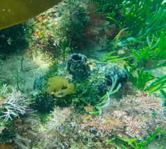 Pyura stolonifera