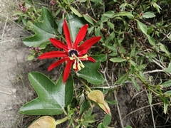 Passiflora manicata