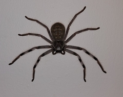 Holconia nigrigularis